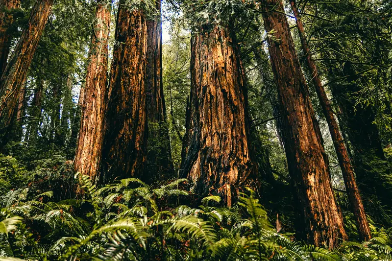 Coast redwoods, Northern California: the setting of 1440 Multiversity (not a photo of the property)