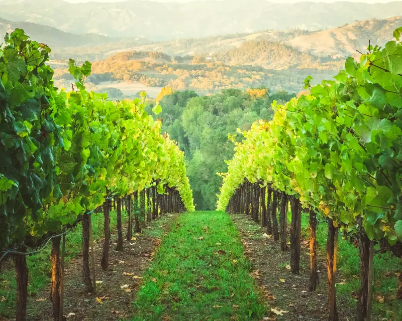 Vineyards near Healdsburg, Sonoma: the setting of Appellation Healdsburg (not a photo of the property)
