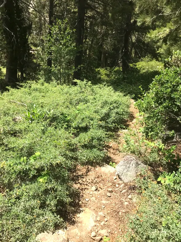 A forest trail through pines and manzanita near Bear Valley Lodge