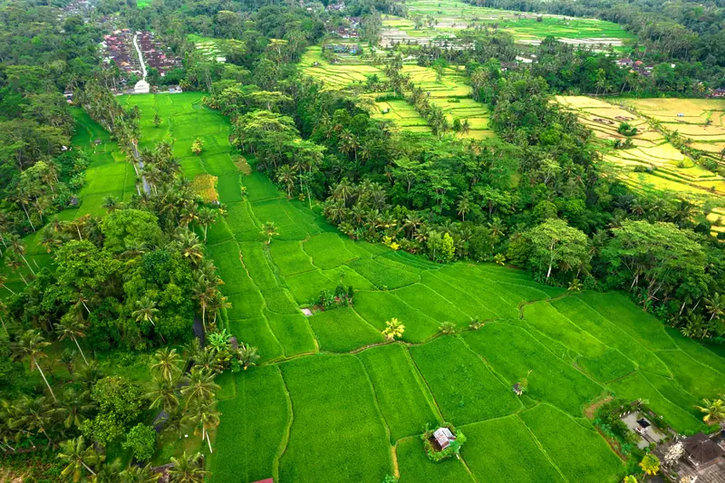 Ubud rainforest, Bali: the setting of Capella Ubud (not a photo of the property)