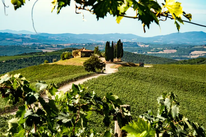 Vineyards rolling toward the hilltop estate at Castiglion del Bosco, Tuscany