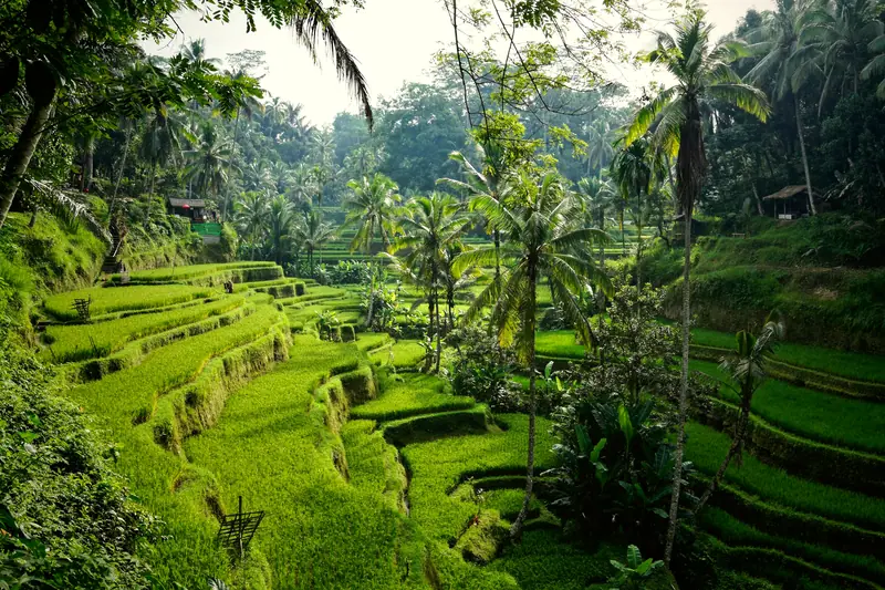 Tegallalang rice terraces, near Ubud: the setting of COMO Shambhala Estate (not a photo of the property)
