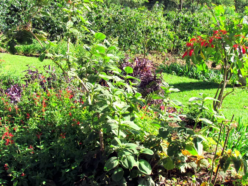 Gibbs Farm - Ngorongoro Crater Safari - Ngorongoro Conservation Area - Tanzania, Africa, at Gibb’s Farm