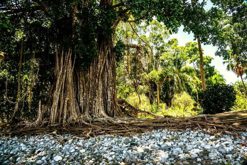 Osa Peninsula rainforest, Costa Rica: the setting of Lapa Rios Lodge (not a photo of the property)