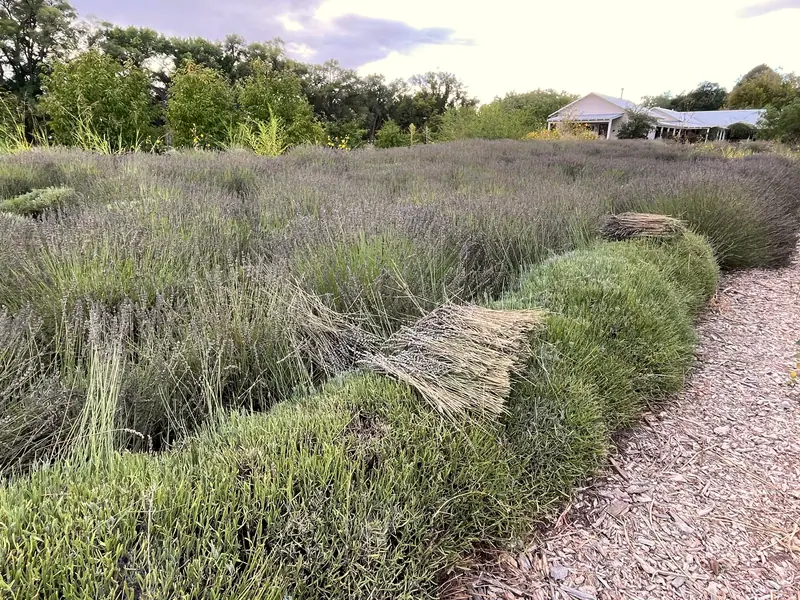 Lavender fields at Los Poblanos