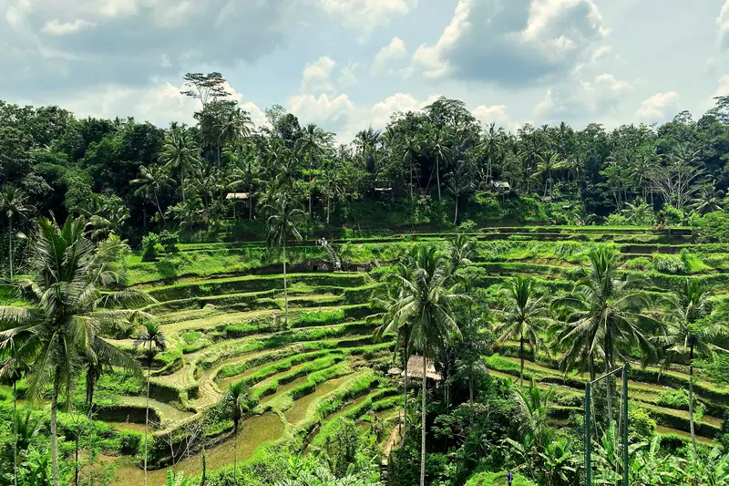 Rice terraces, Bali: the setting of Mandapa, a Ritz-Carlton Reserve (not a photo of the property)