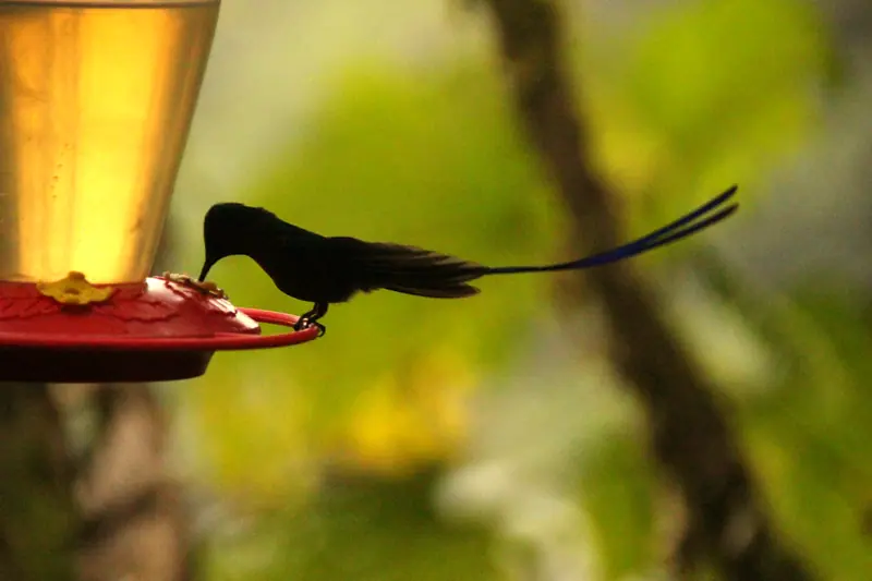 A hummingbird in the cloud forest at Mashpi Lodge, Ecuador