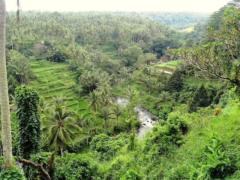 Ayung Valley River, Ubud