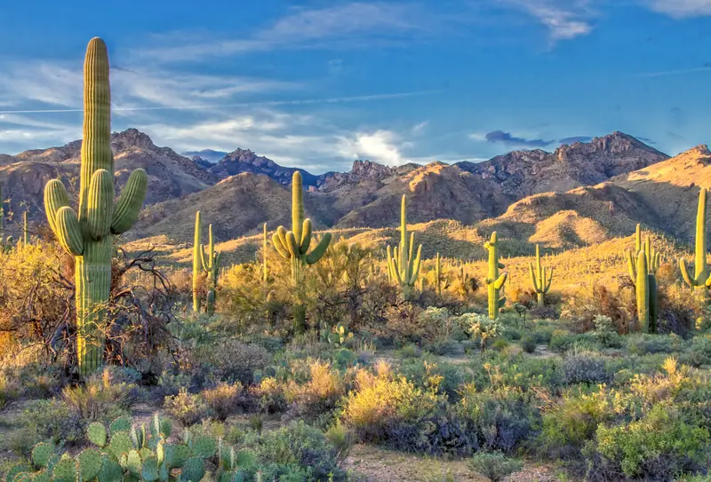 Sonoran Desert, Tucson: the setting of The Ritz-Carlton, Dove Mountain (not a photo of the property)