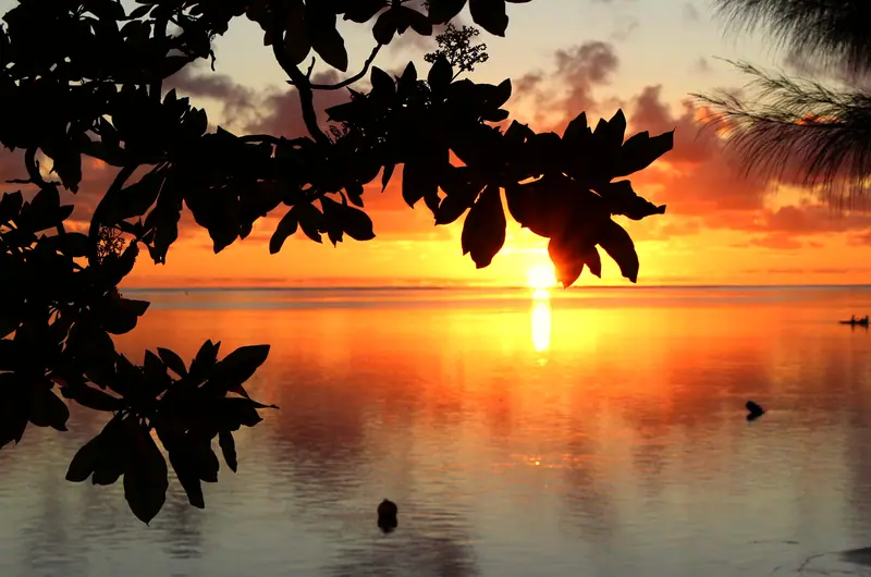 Golden sunset through palm fronds at Iumaru, Mo’orea, a port on the Society Islands voyage