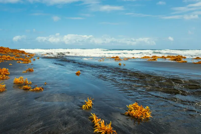 Dominica coast: the setting of Secret Bay (not a photo of the property)