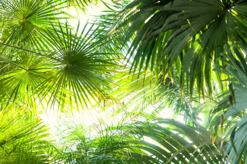 Sunlight glowing through green palm fronds