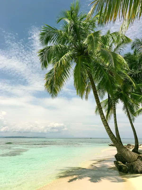 Palms leaning over clear turquoise water on a white-sand beach