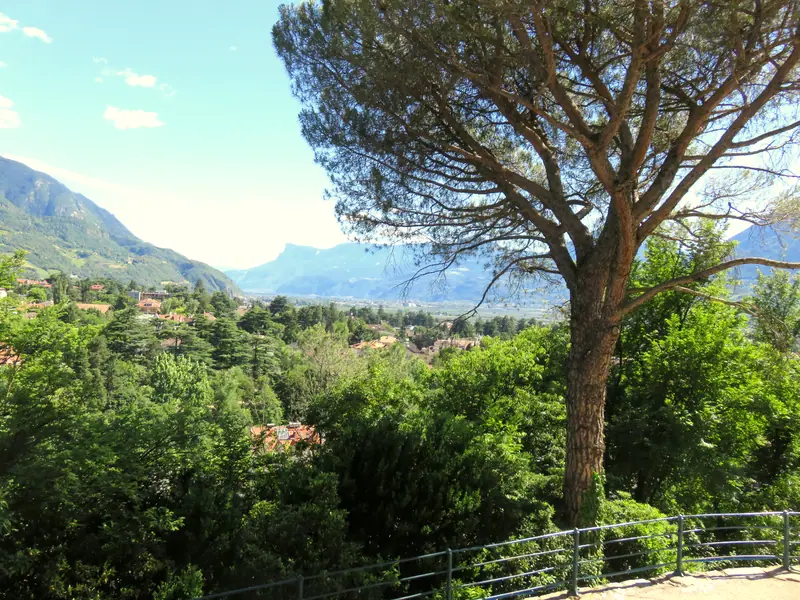 Sunlit pines and mountains seen from Merano